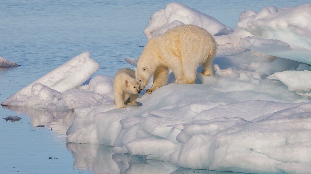 A large polar bear and a small cub stand close together, nose to nose, on white drift ice beside calm blue water.